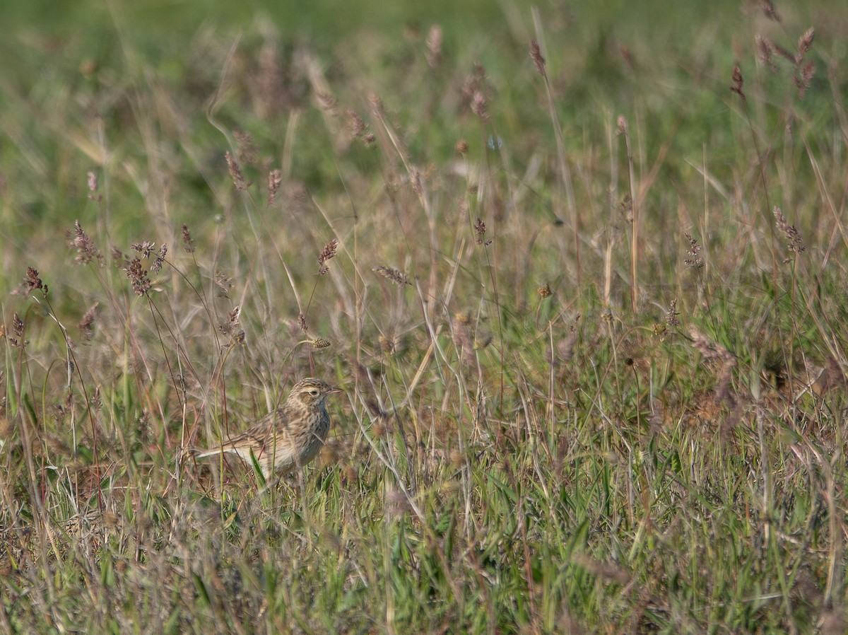 Australian Pipit - ML643806402