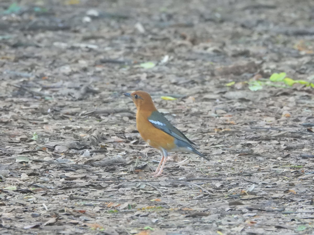 Orange-headed Thrush - ML643806417
