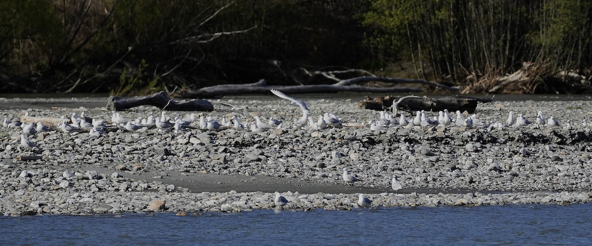 Маорийская чайка - ML643806425