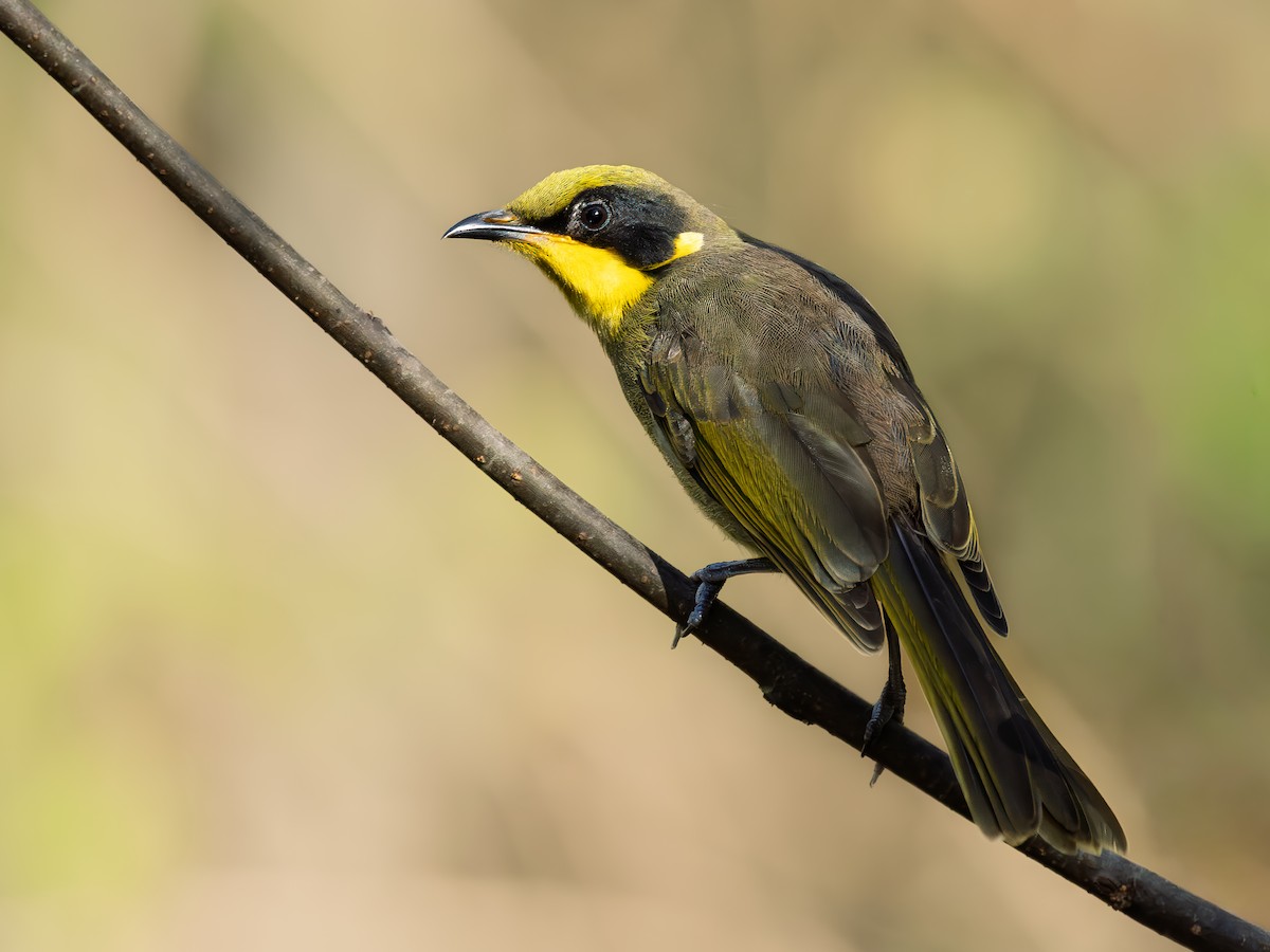 Gelbstirn-Honigfresser - ML643806429