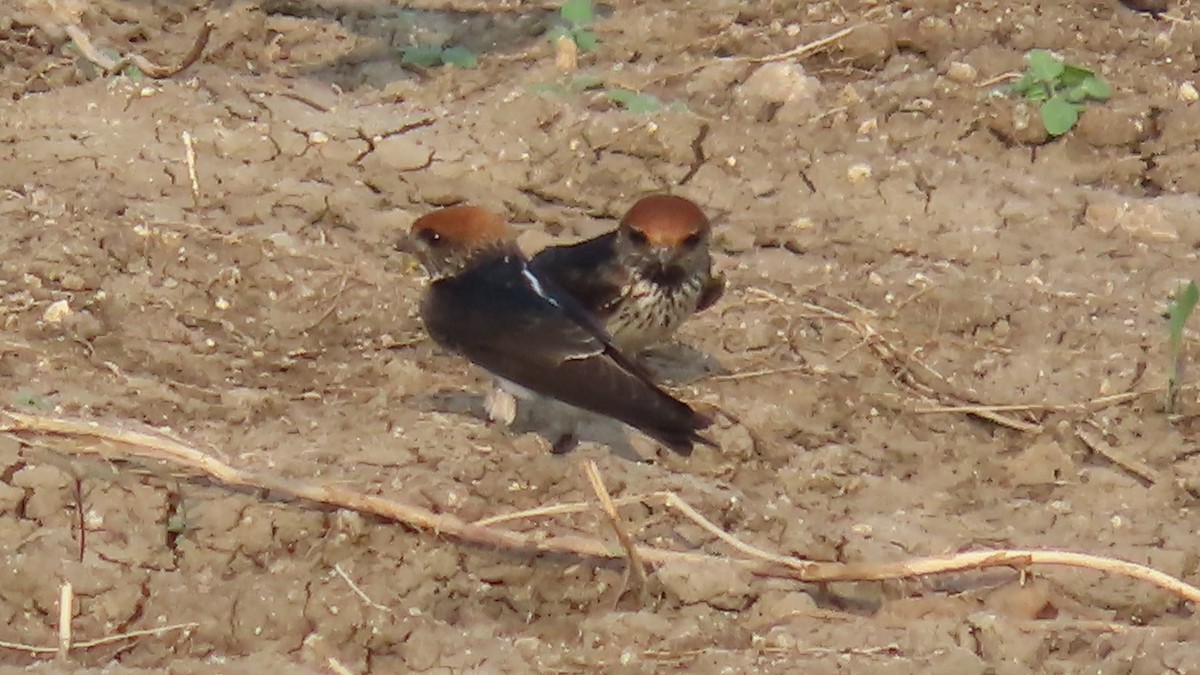 Streak-throated Swallow - ML643806442
