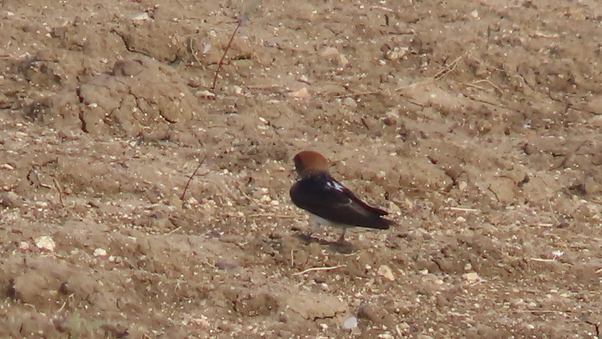 Streak-throated Swallow - ML643806443