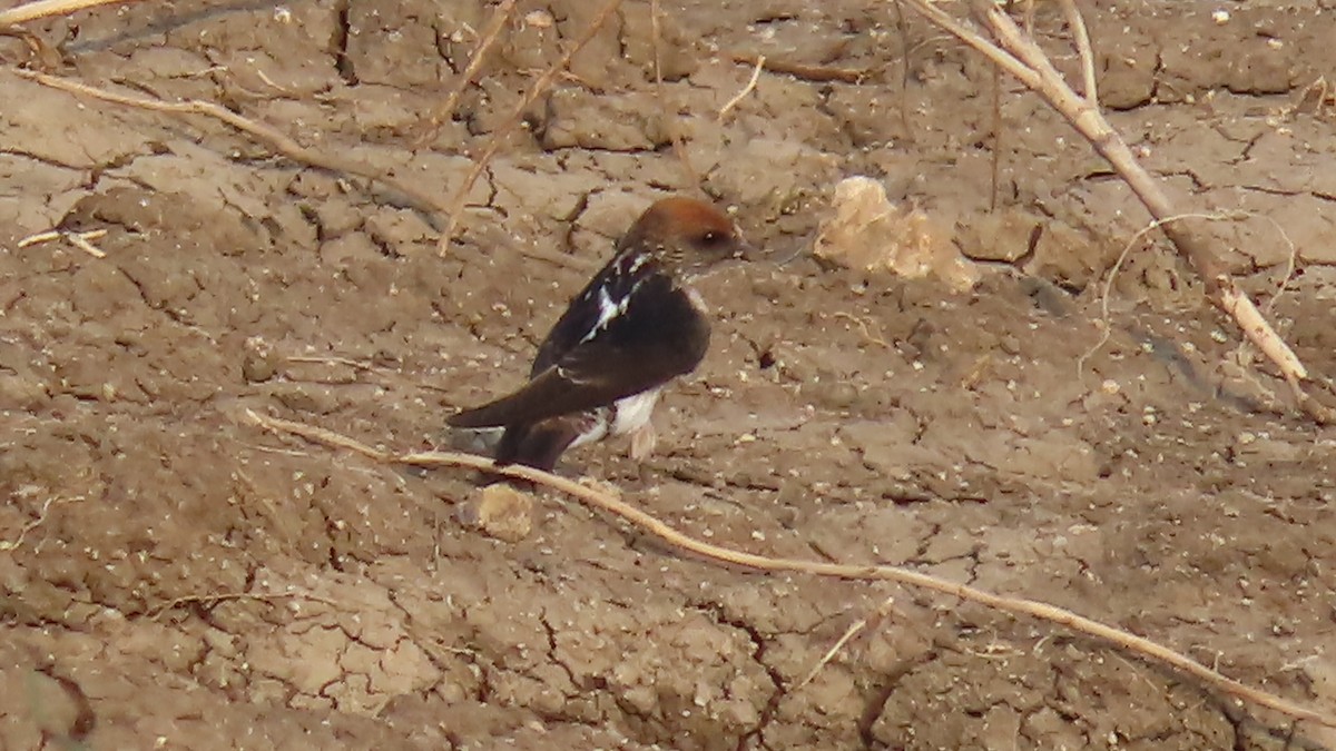 Streak-throated Swallow - ML643806444