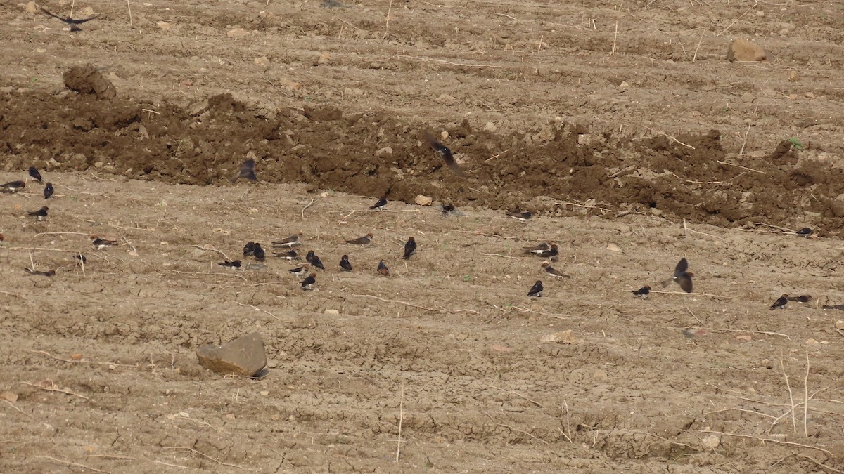 Streak-throated Swallow - ML643806445