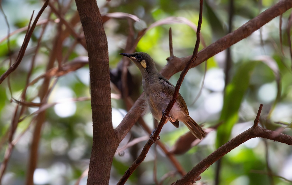 Graceful Honeyeater - ML643806450