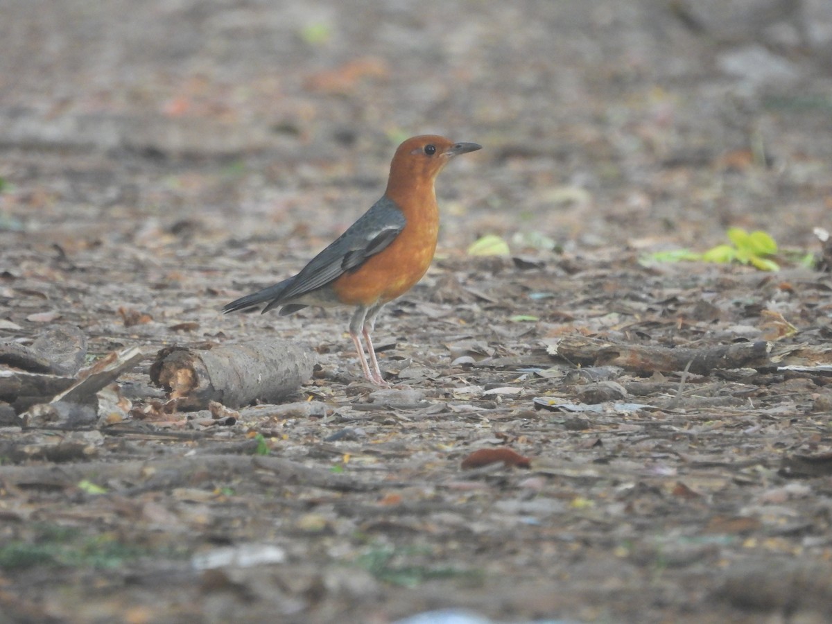 Orange-headed Thrush - ML643806494