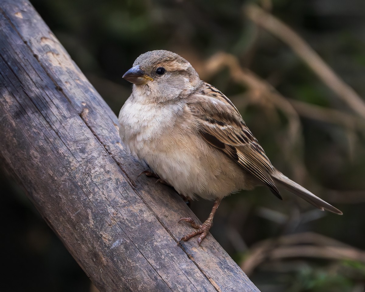 House Sparrow - ML643806539