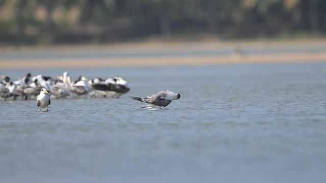 Крячок жовтодзьобий - ML643806542