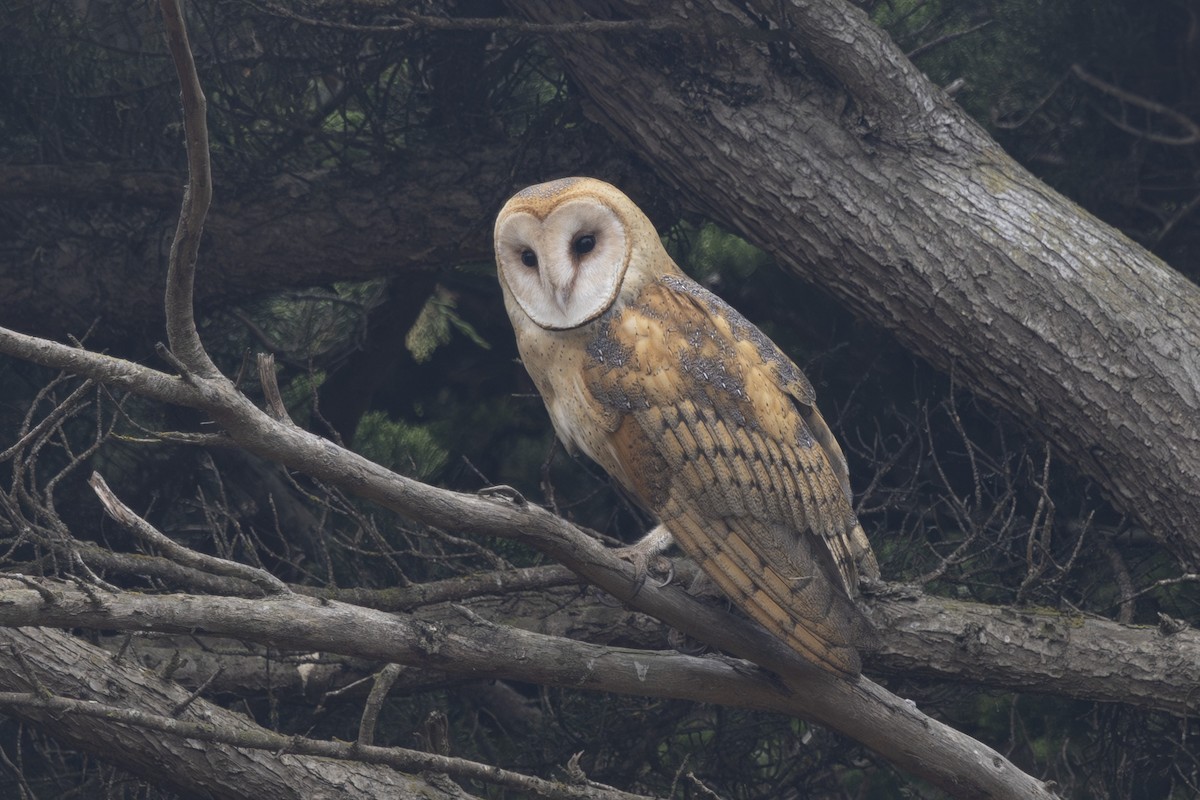 American Barn Owl - ML643806543