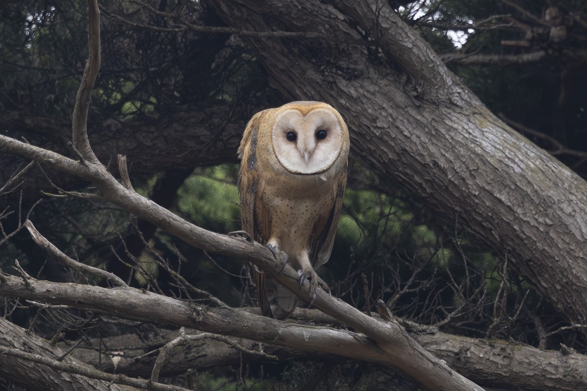American Barn Owl - ML643806544