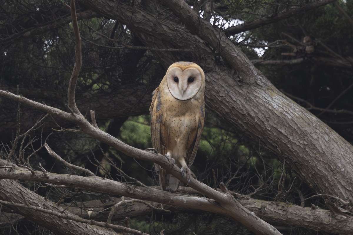 American Barn Owl - ML643806545