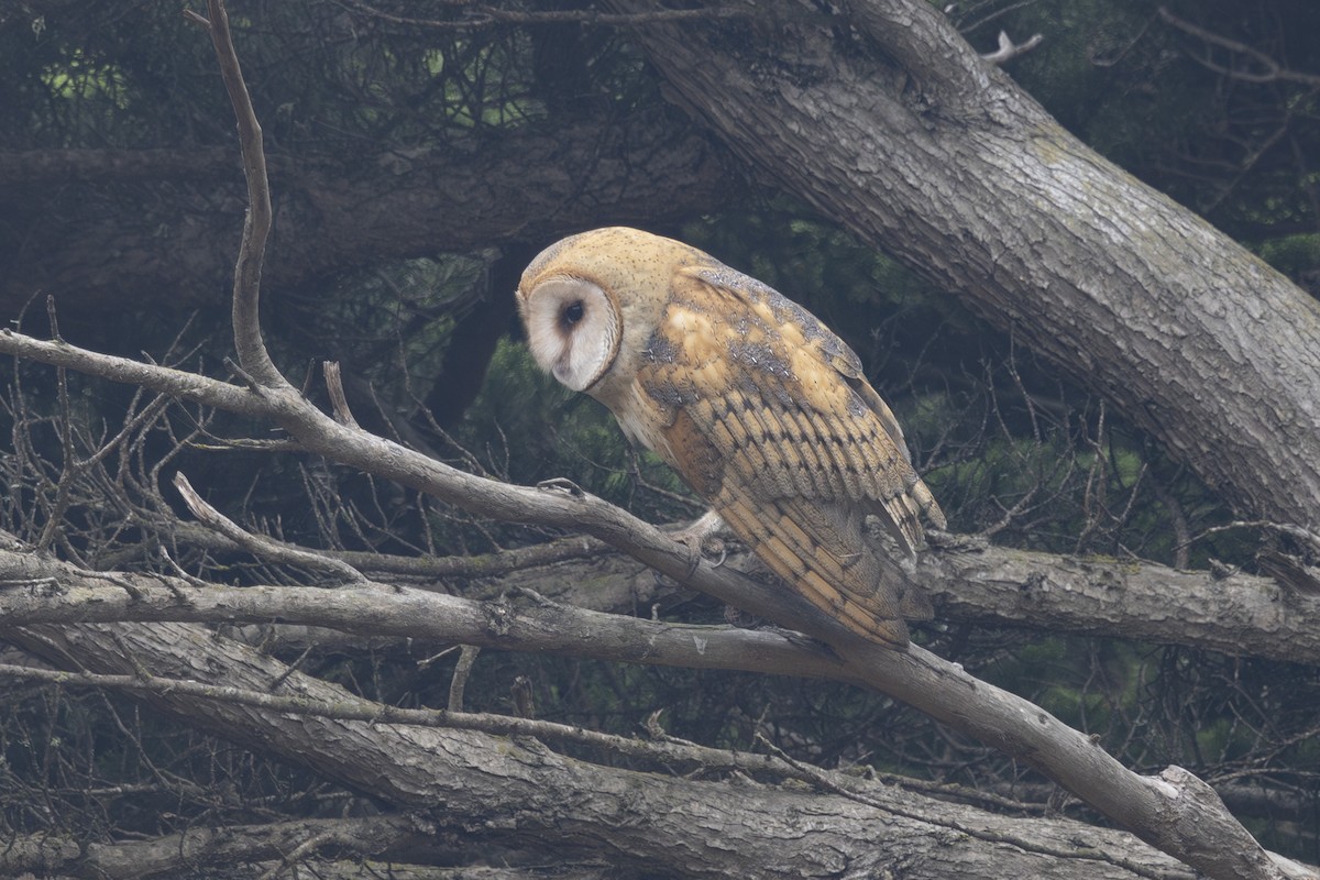 American Barn Owl - ML643806546