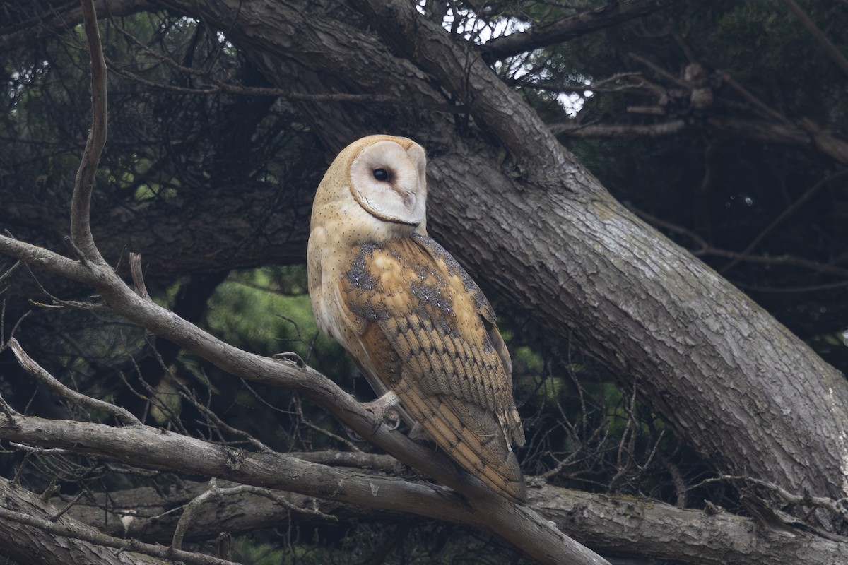 American Barn Owl - ML643806547