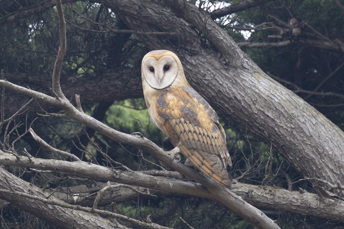 American Barn Owl - ML643806548