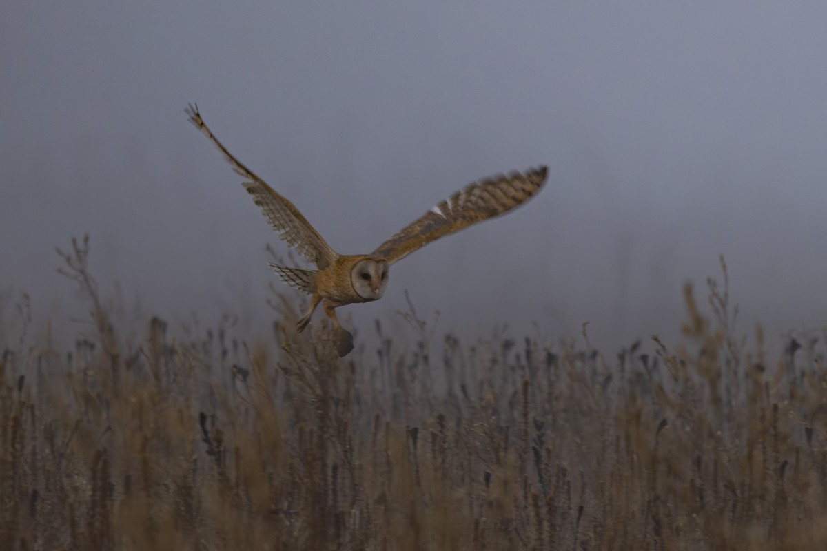 American Barn Owl - ML643806549