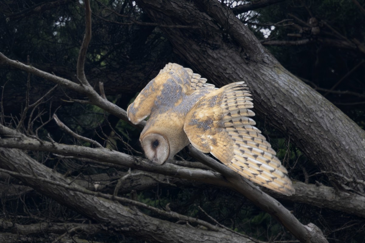 American Barn Owl - ML643806550