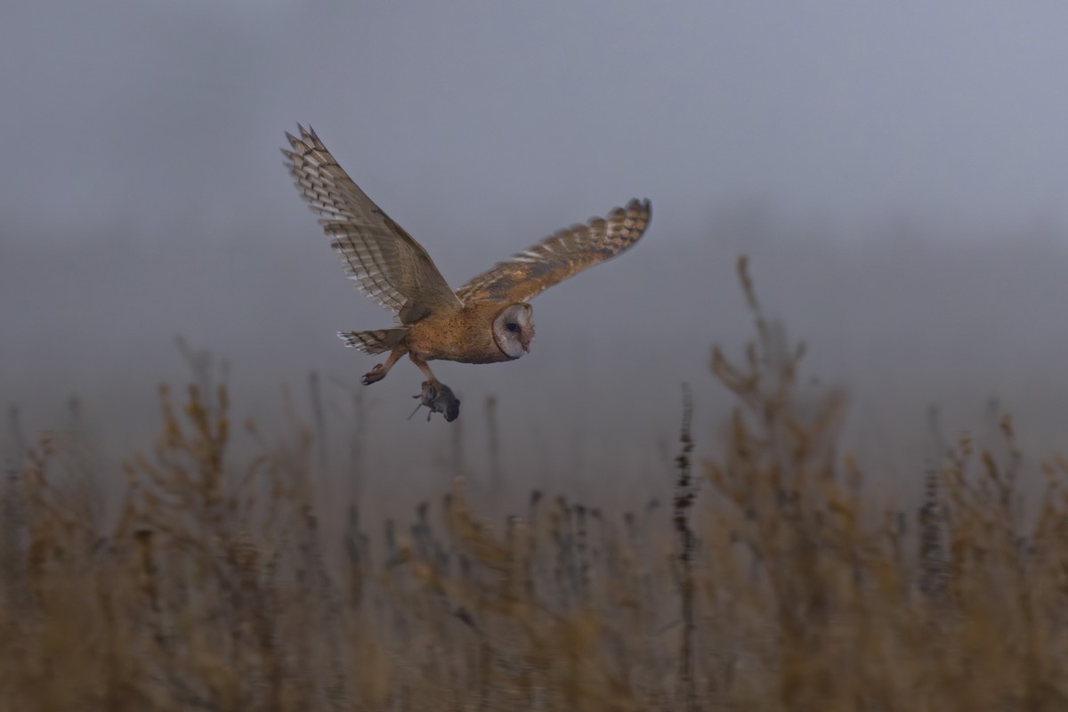 American Barn Owl - ML643806551