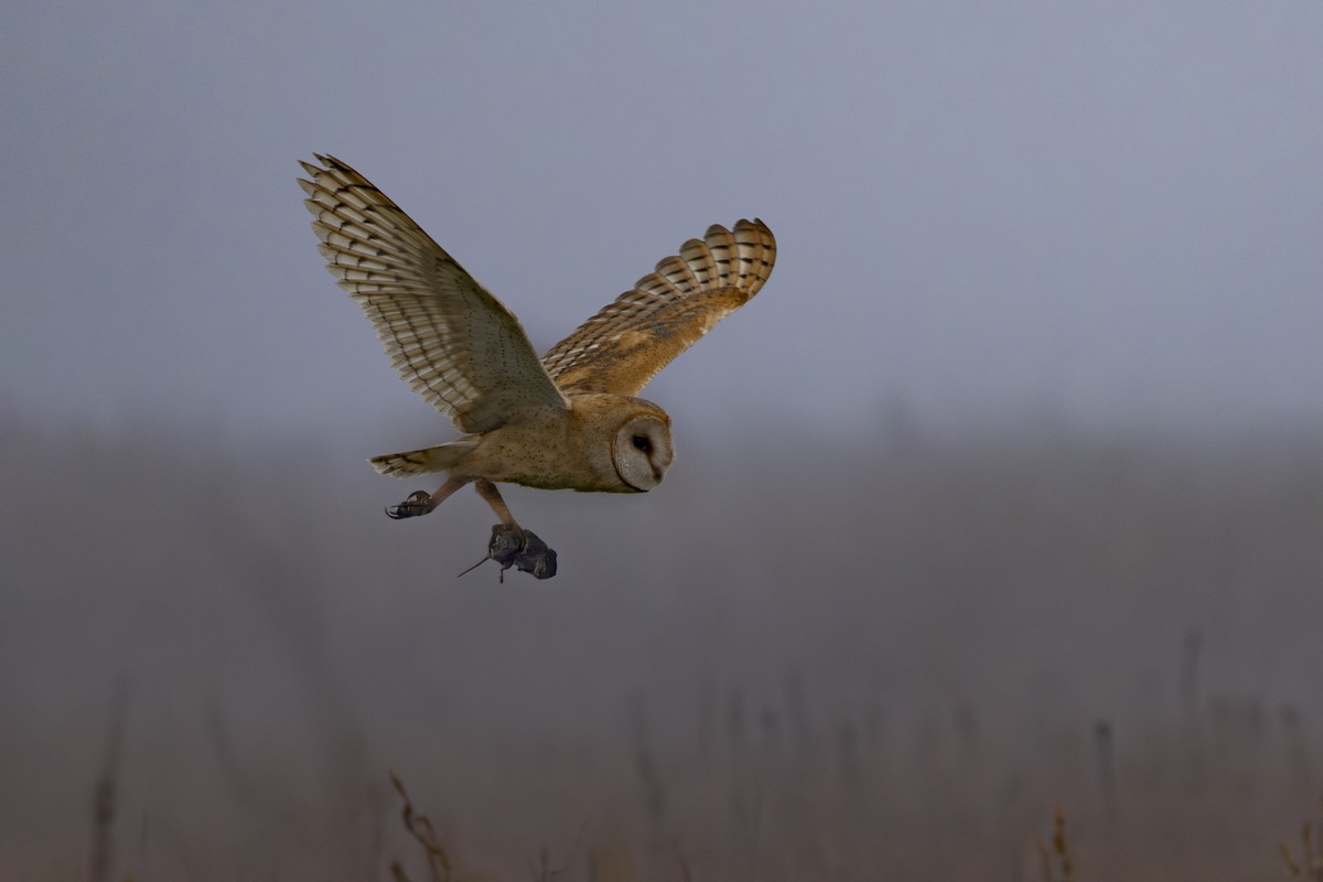 American Barn Owl - ML643806552