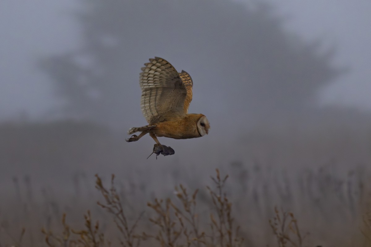 American Barn Owl - ML643806553
