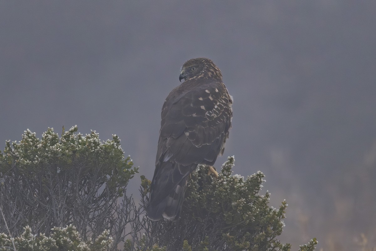 Northern Harrier - ML643806566