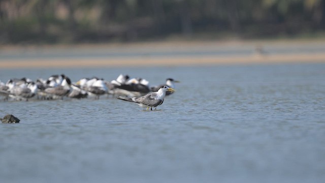 Крячок жовтодзьобий - ML643806572