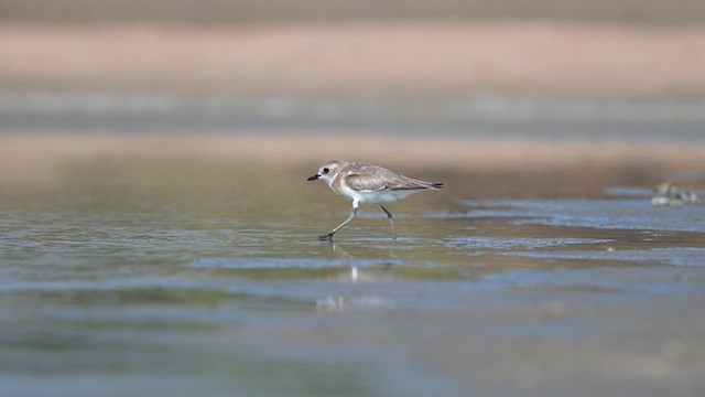 Tibetan Sand-Plover - ML643806581