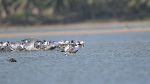 Крячок жовтодзьобий - ML643806582