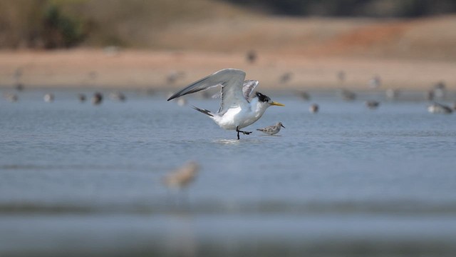 Крячок жовтодзьобий - ML643806584