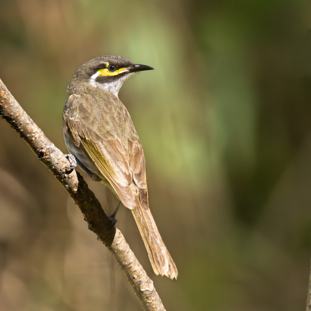 Yellow-faced Honeyeater - ML643806589
