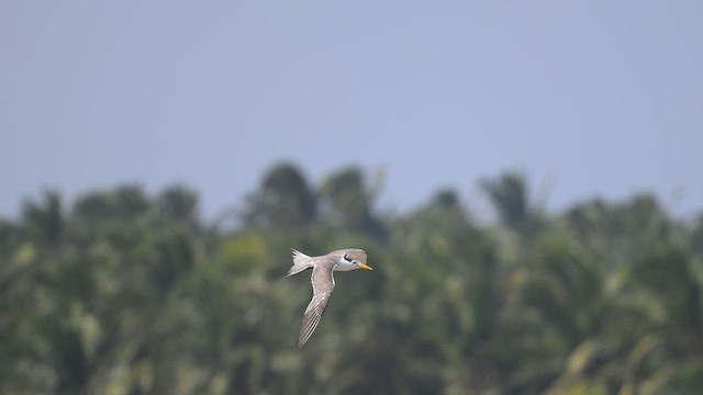 Крячок жовтодзьобий - ML643806592