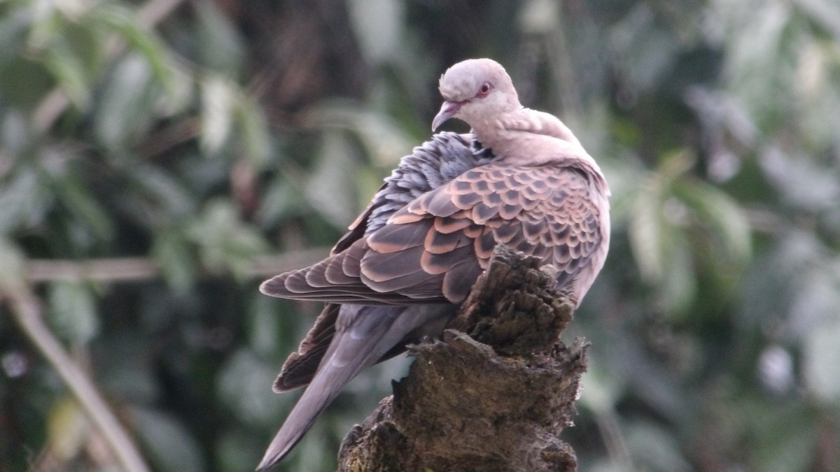 Oriental Turtle-Dove - ML643806630