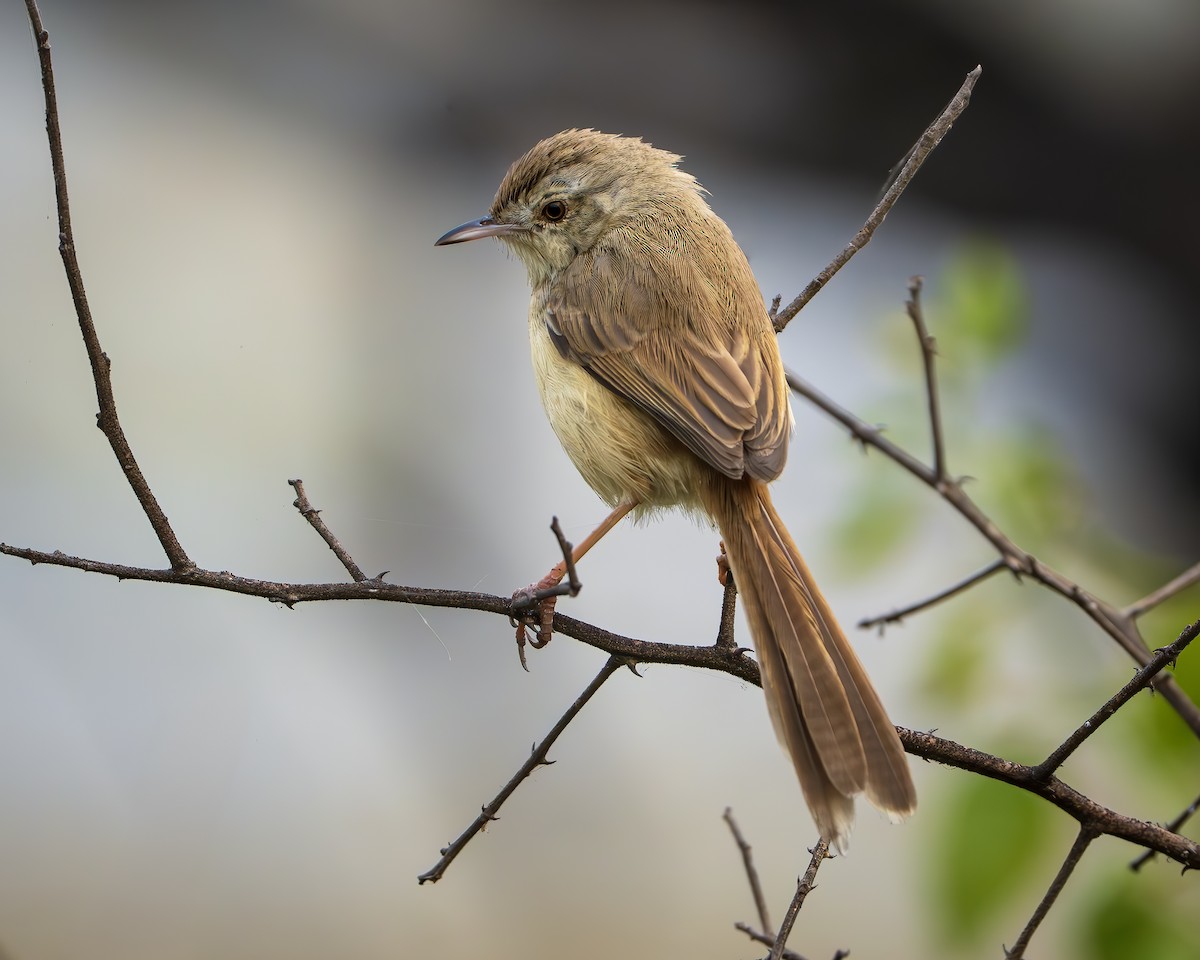 Plain Prinia - ML643806633