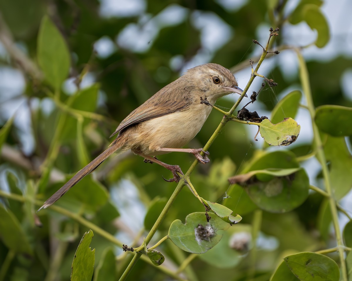 Plain Prinia - ML643806634