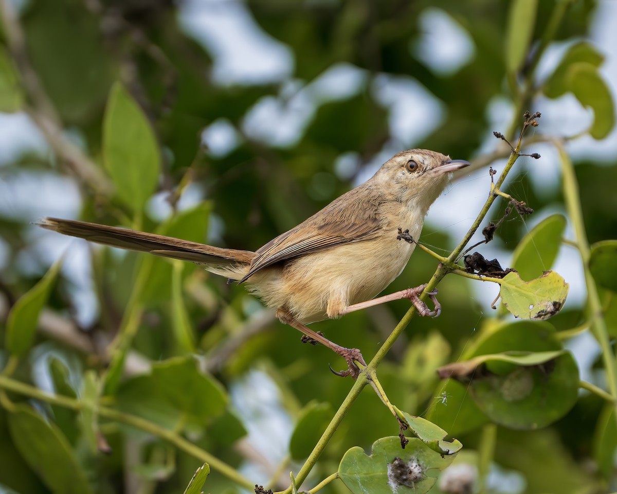 Plain Prinia - ML643806635