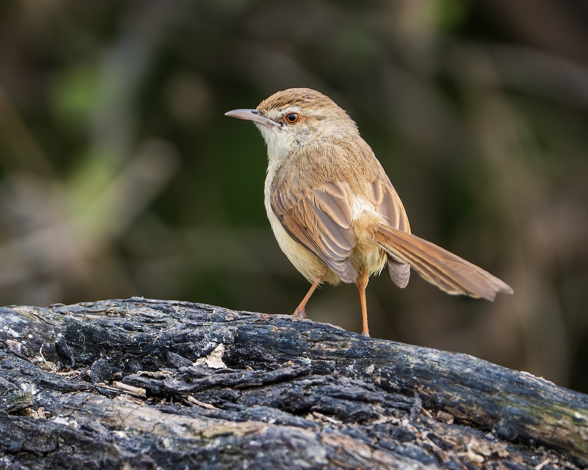Plain Prinia - ML643806636