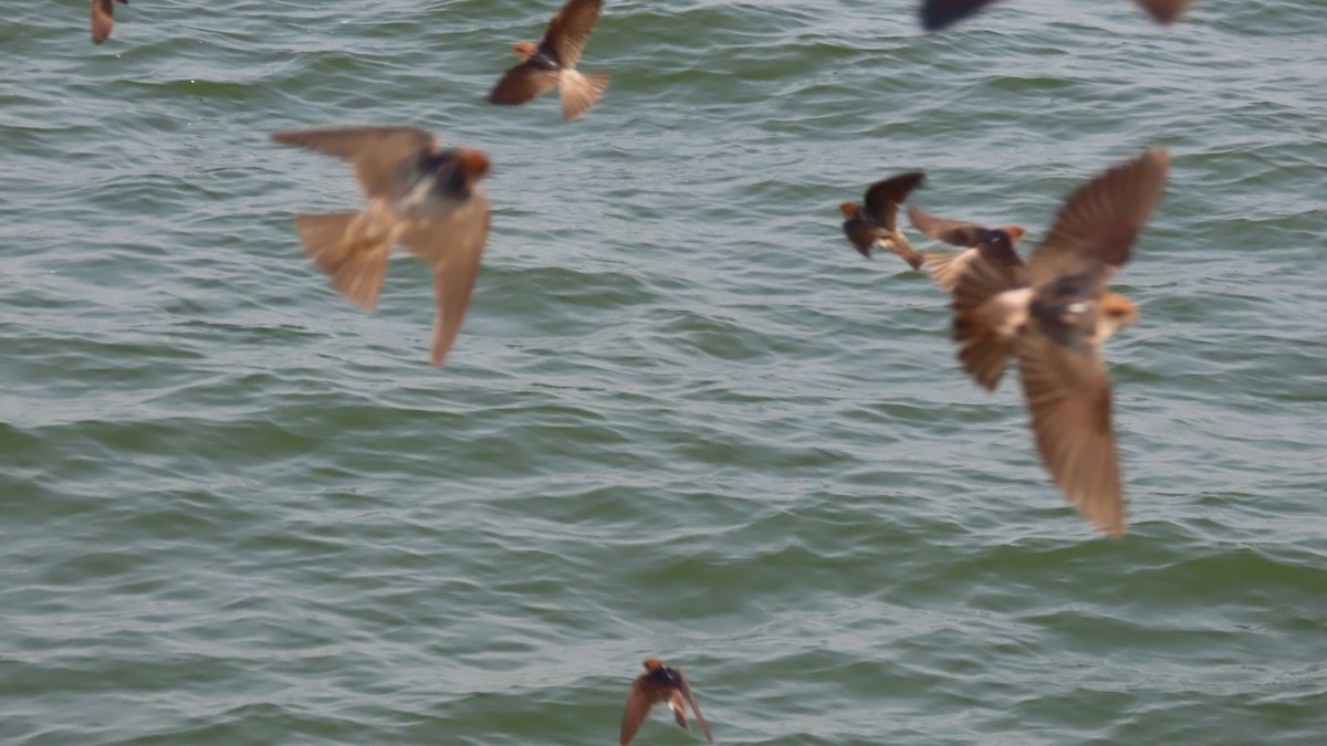 Streak-throated Swallow - ML643806641