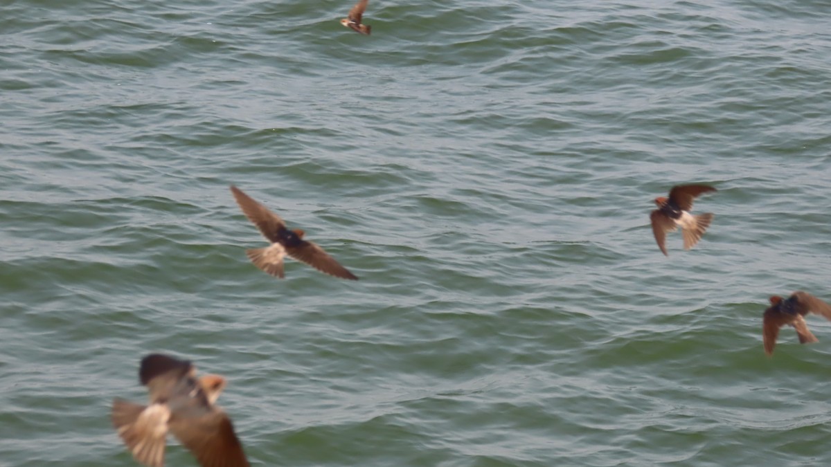 Streak-throated Swallow - ML643806642