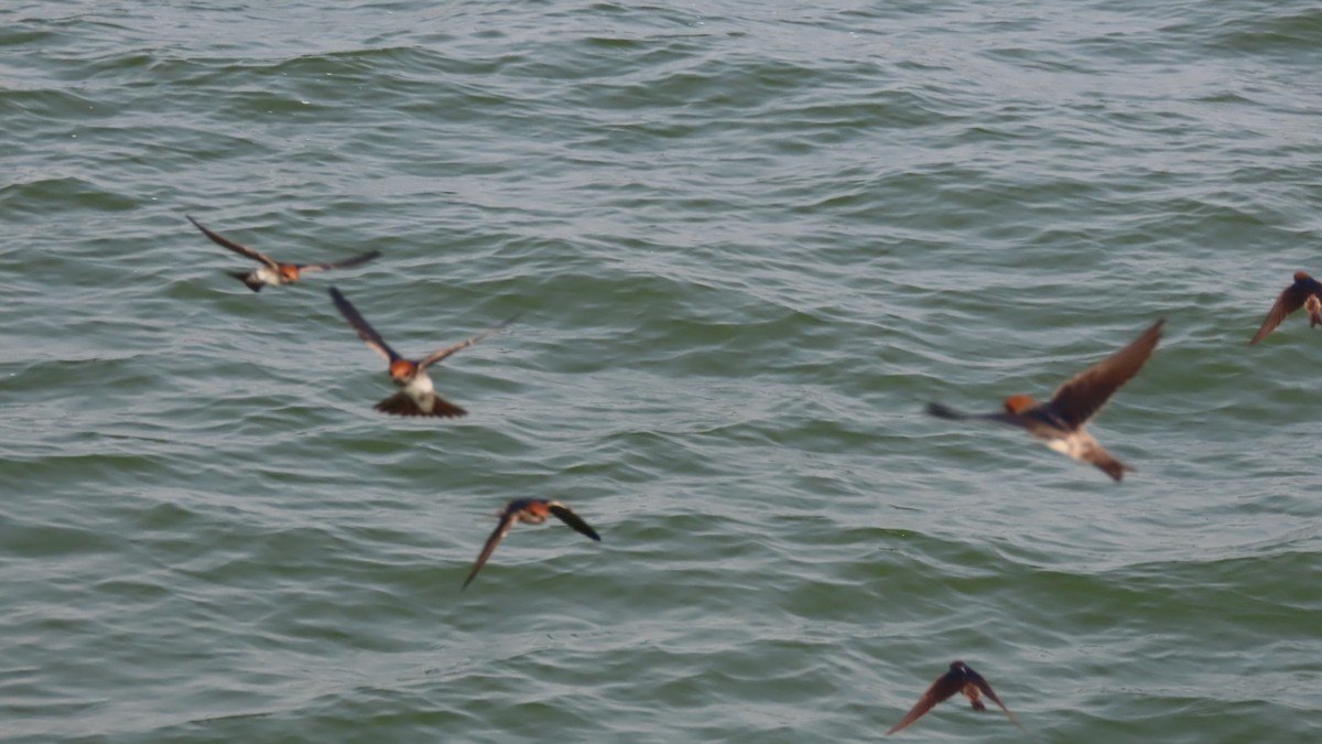 Streak-throated Swallow - ML643806643