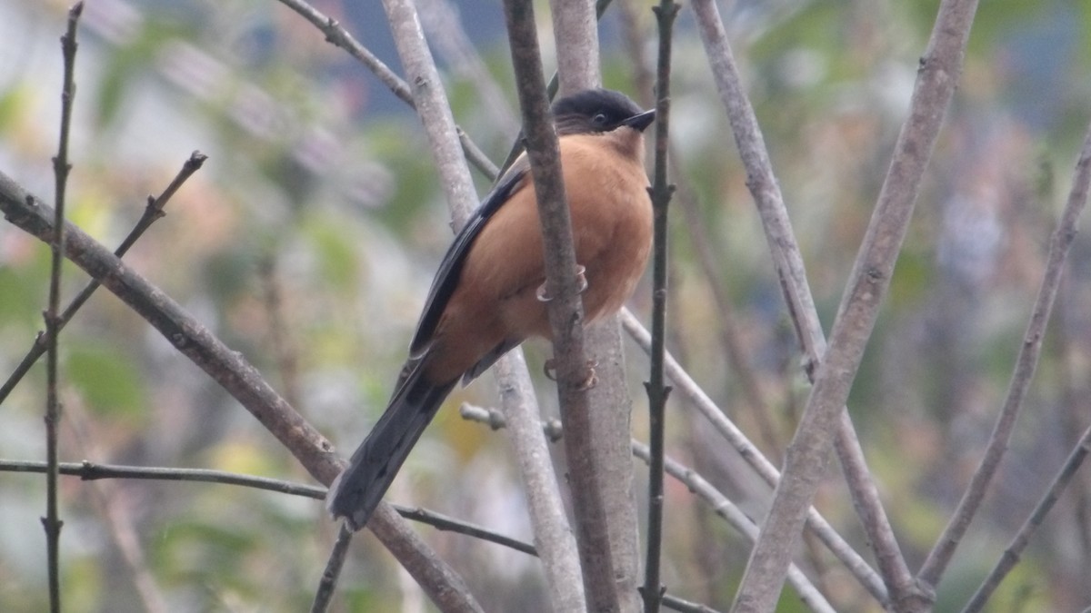 Rufous Sibia - ML643806644