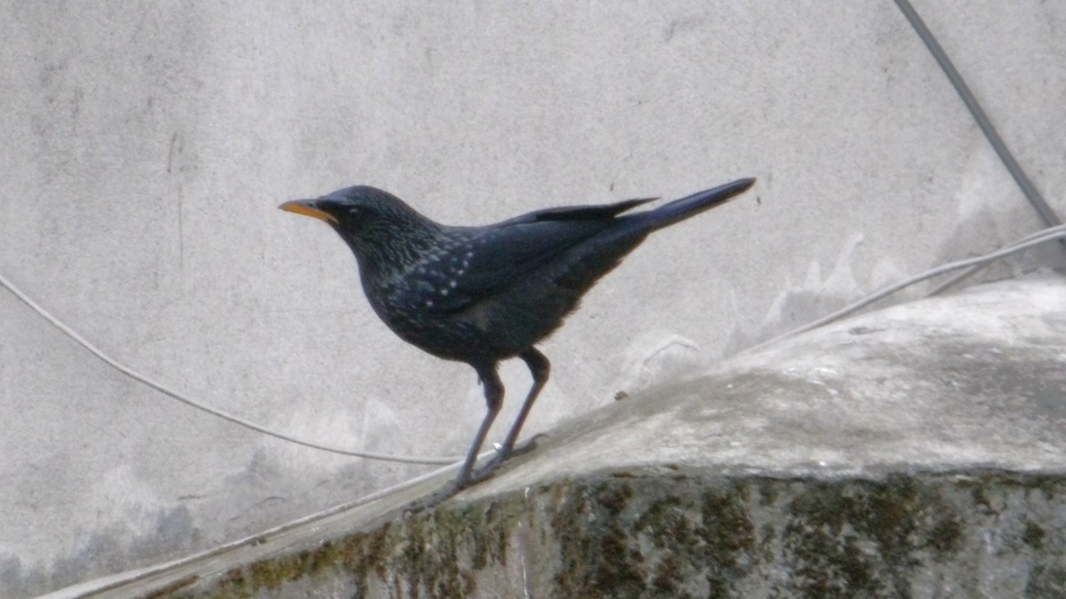 Blue Whistling-Thrush - ML643806645