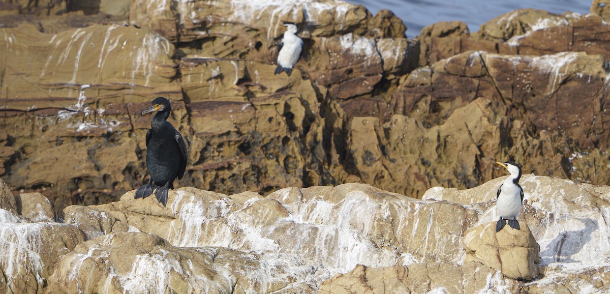 Little Pied Cormorant - ML643806650