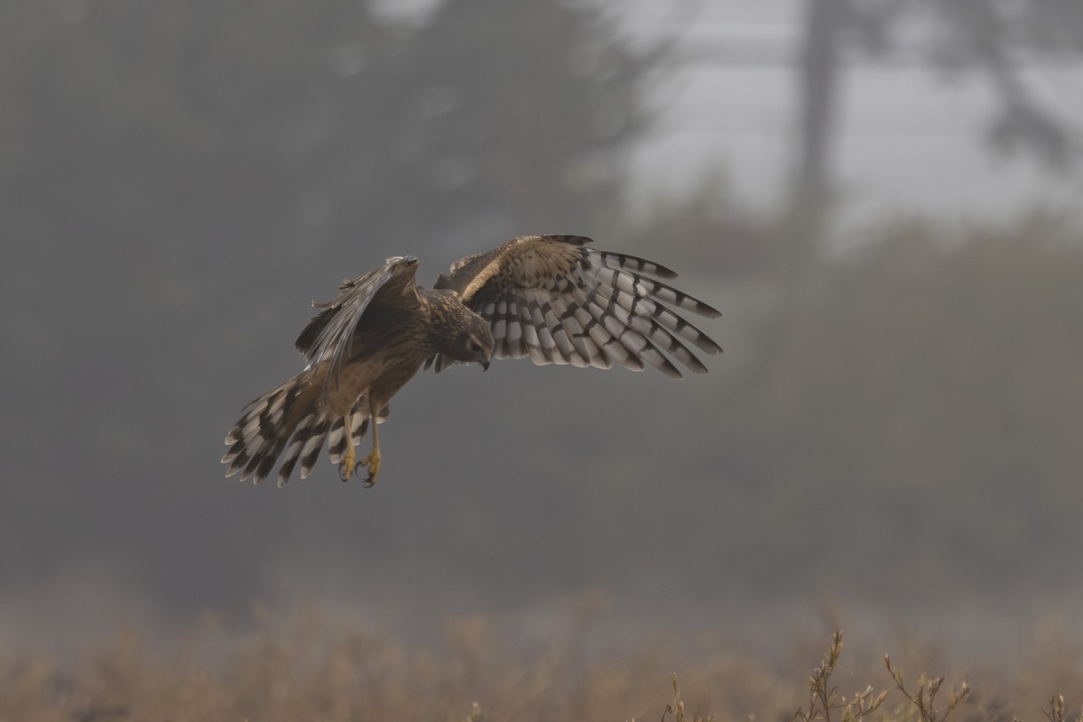 Northern Harrier - ML643806660