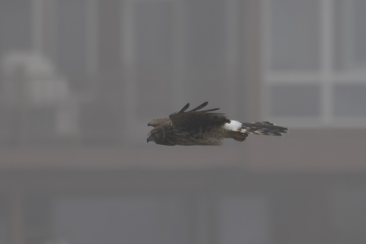 Northern Harrier - ML643806661