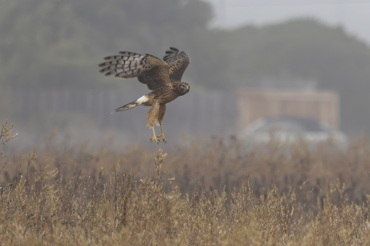 Northern Harrier - ML643806662