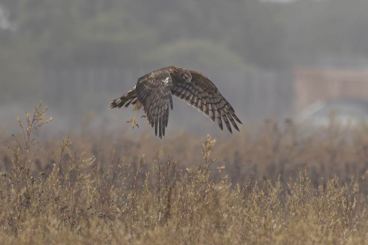 Northern Harrier - ML643806663