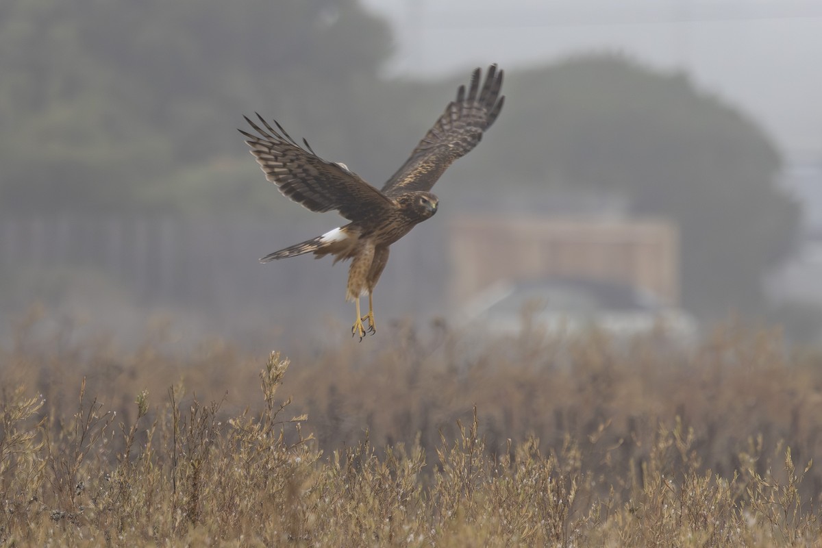 Northern Harrier - ML643806664