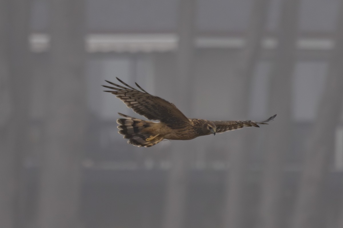Northern Harrier - ML643806665
