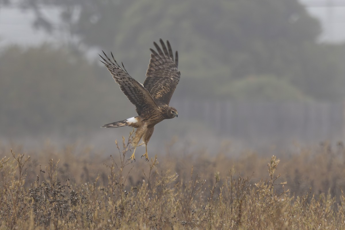 Northern Harrier - ML643806666