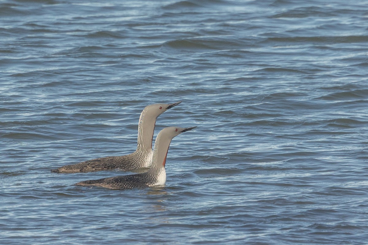 smålom - ML643806670