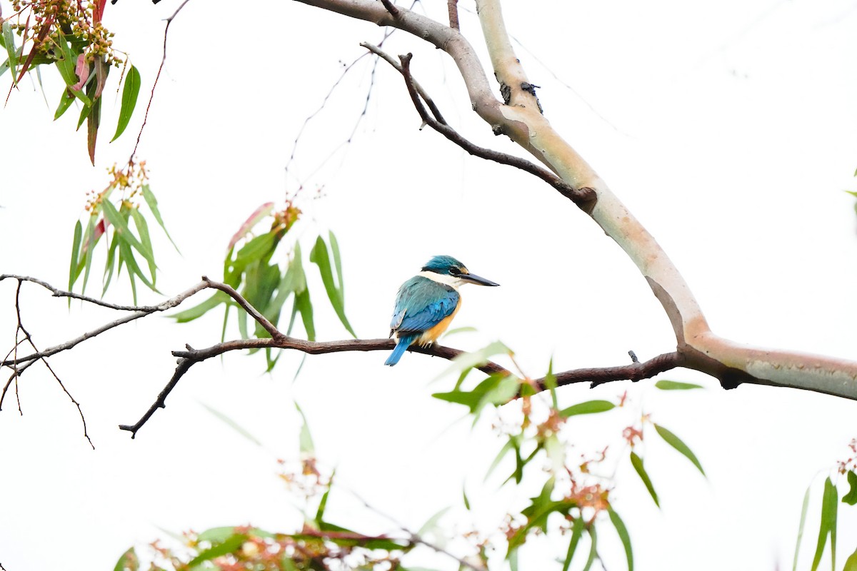 Sacred Kingfisher - ML643806681